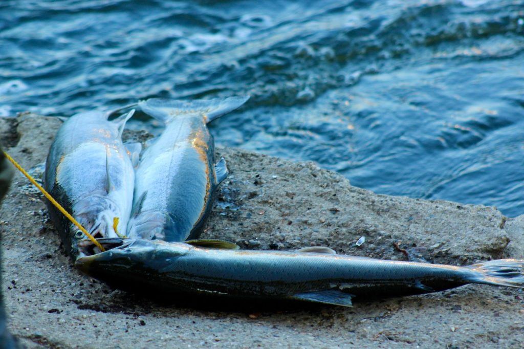 Hoe om te gaan met dood aas bij het vissen