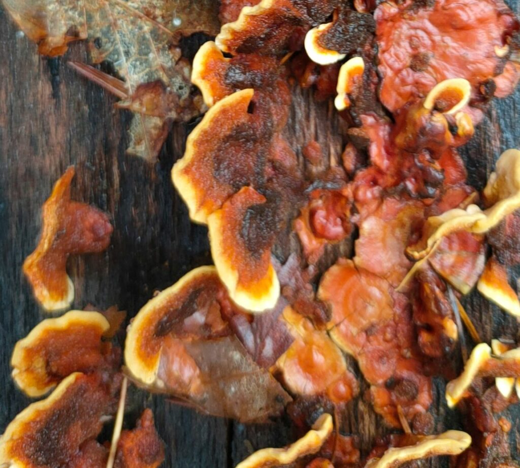 Deze zwammen kunnen in jouw woning voorkomen en wat je eraan kunt doen