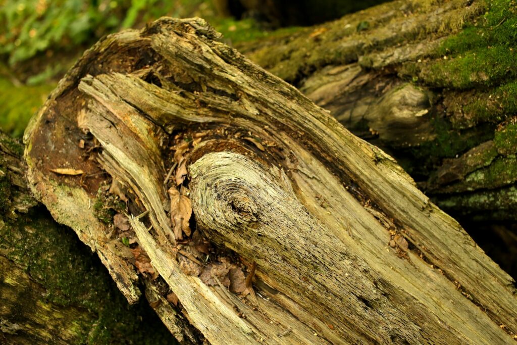 Hoe houtwormen in jouw huis terechtkomen en wat je eraan kunt doen